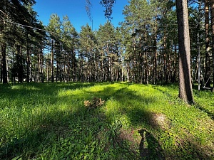 Юрта на территории 5,5Га соснового леса